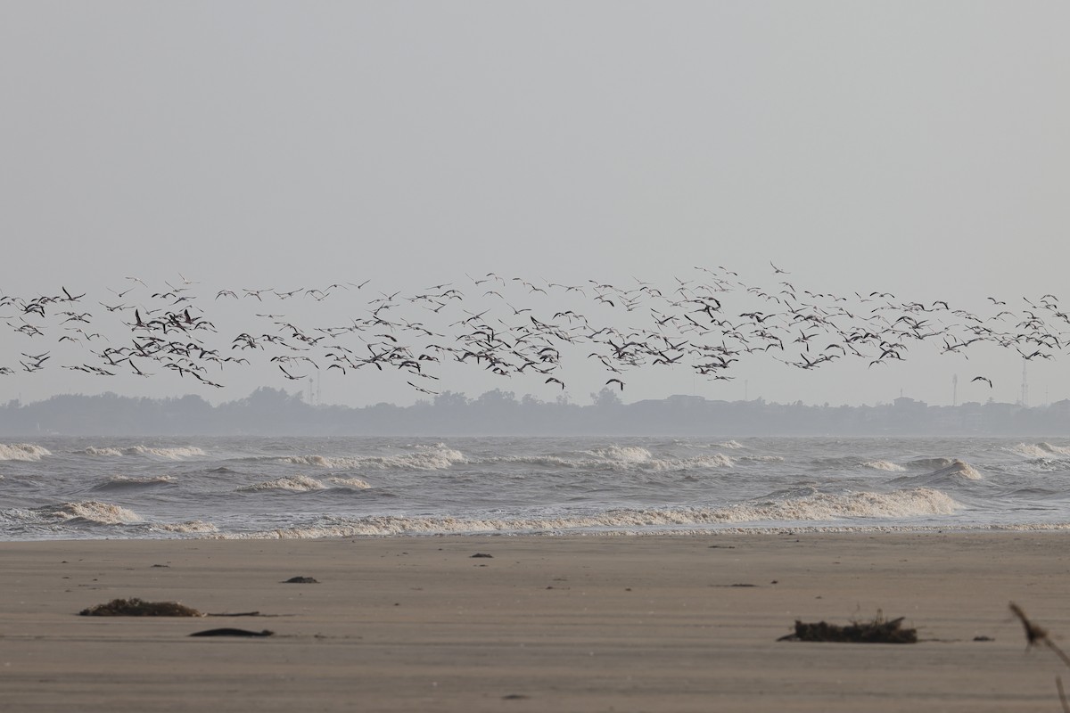 Lesser Flamingo - ML649065295