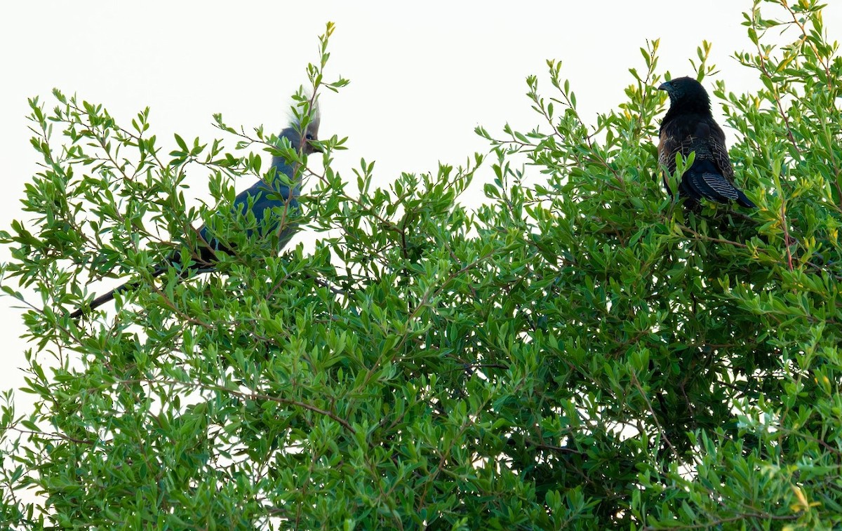 Black Coucal - ML649065455