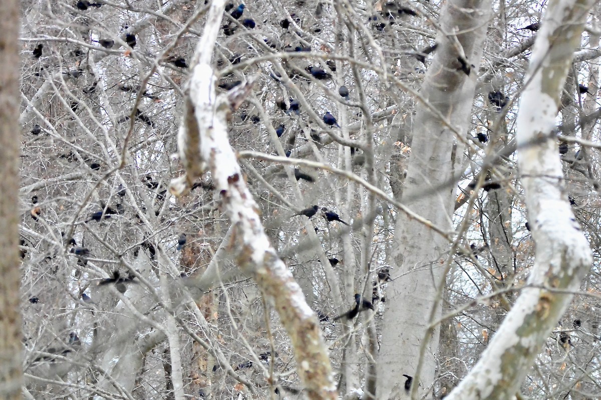 Common Grackle - ML649065482