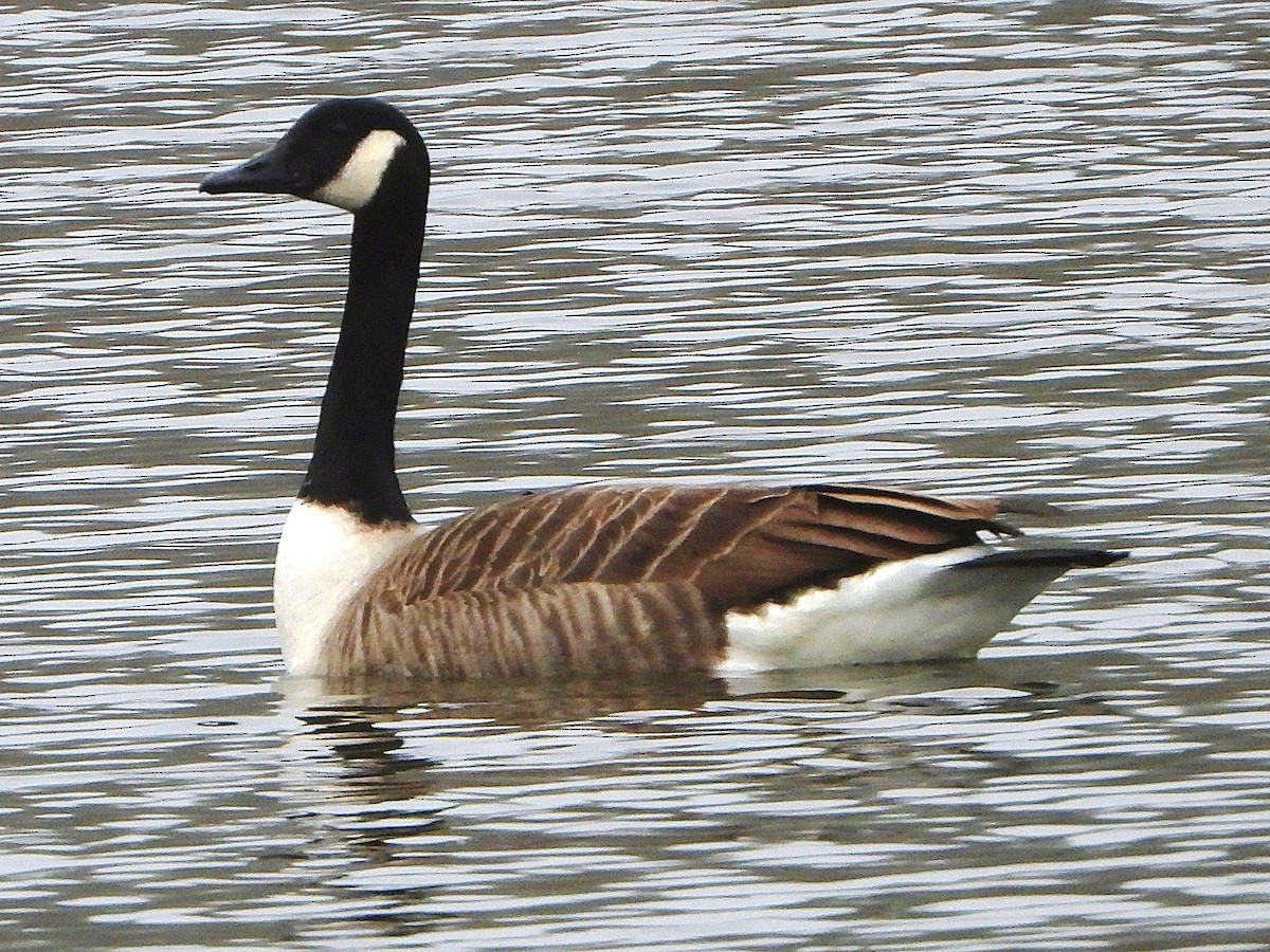 eBird Checklist - 17 Jan 2026 - Rodley NR - 16 species