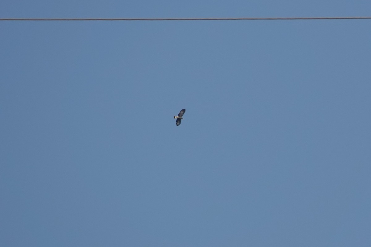 Hook-billed Kite - ML649065690