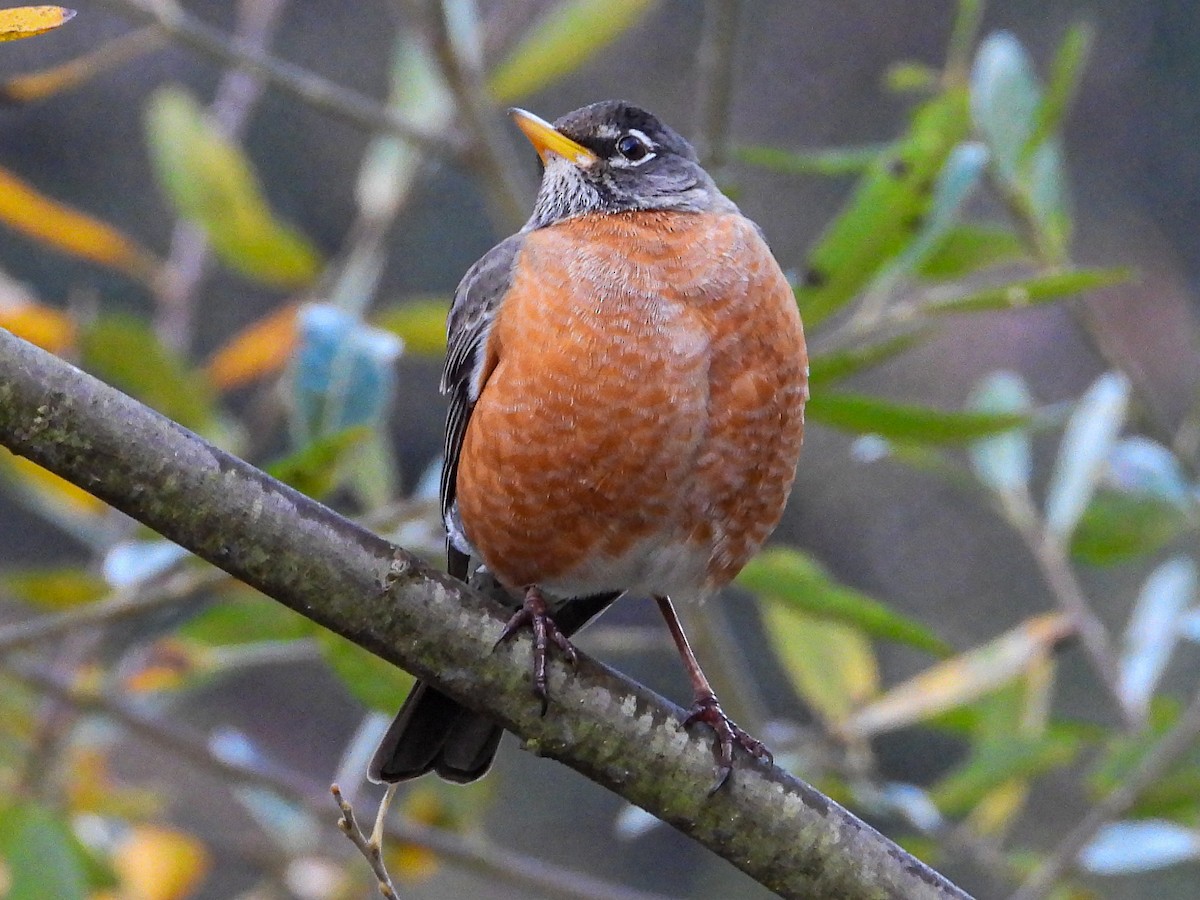 コマツグミ - ML649065732