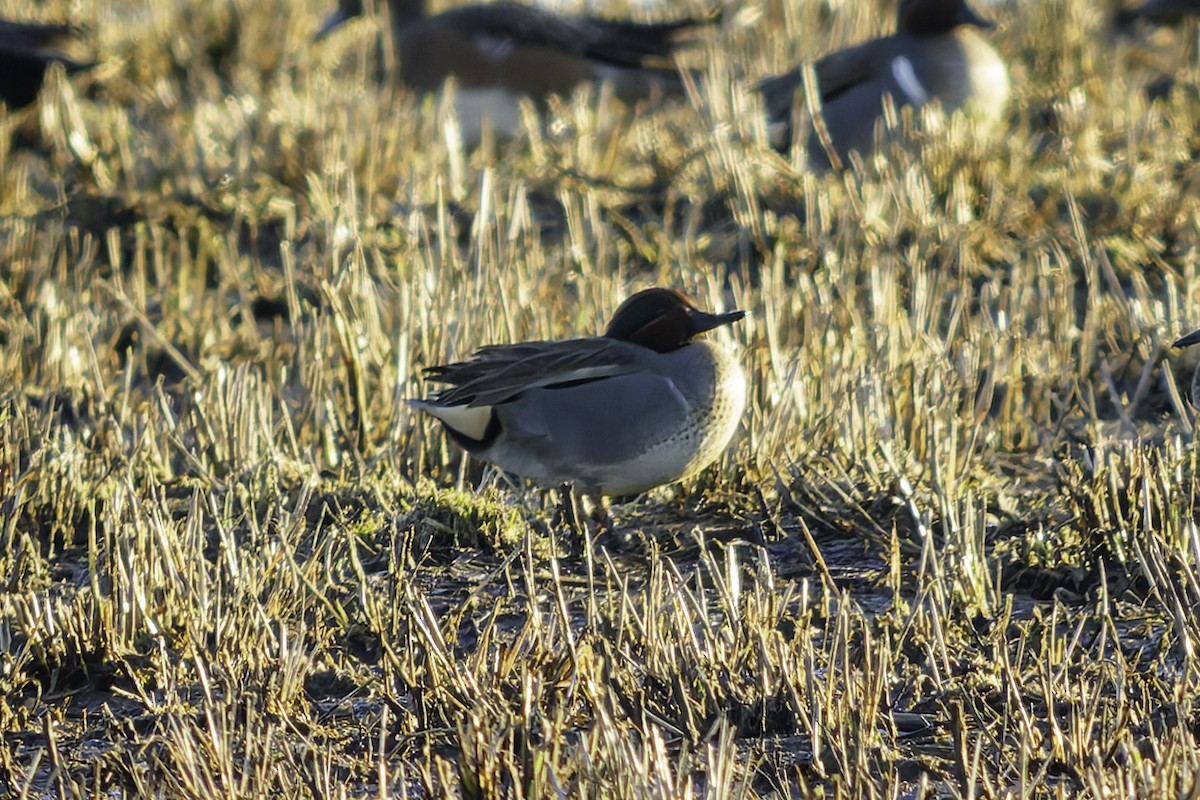 Green-winged Teal (Eurasian x American) - ML649065807