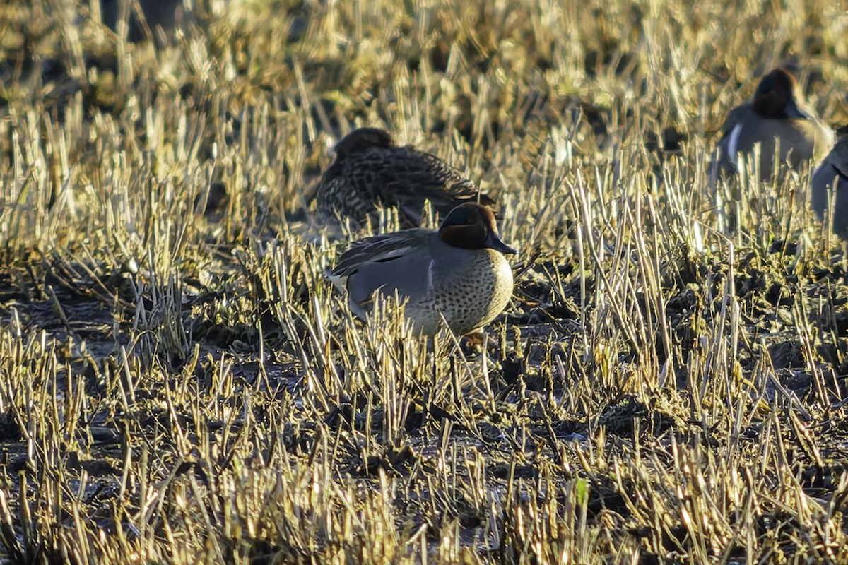 Green-winged Teal (Eurasian x American) - ML649065808