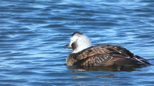 Long-tailed Duck - ML649065816