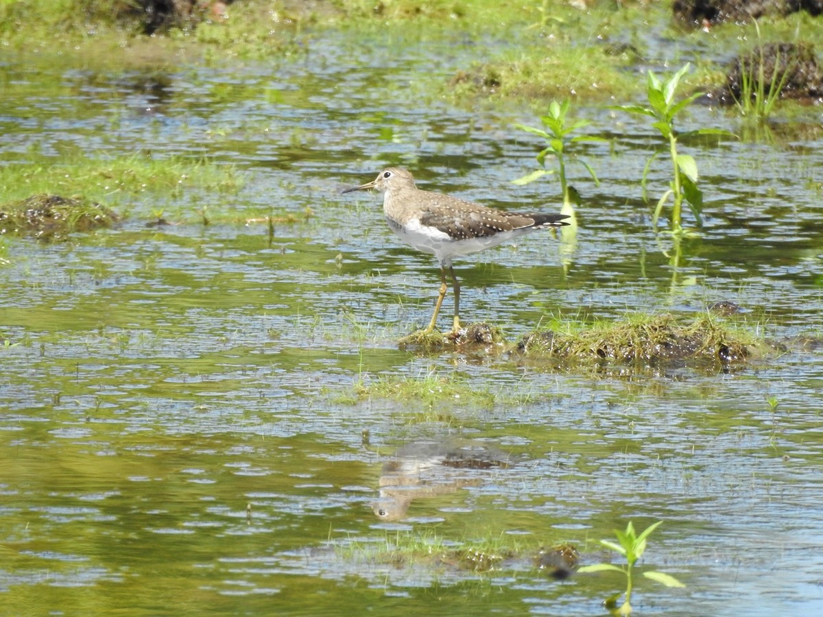 Solitary Sandpiper - ML649065824