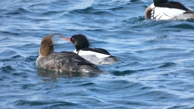 Red-breasted Merganser - ML649065826