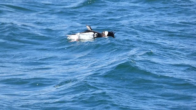 Red-breasted Merganser - ML649065827