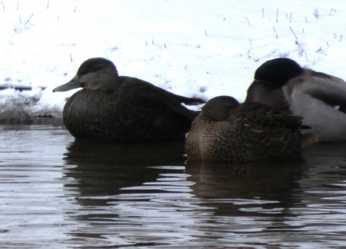 Esmer Ördek - ML649065997