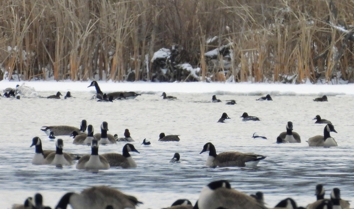 Amerika Elmabaşı - ML649066021