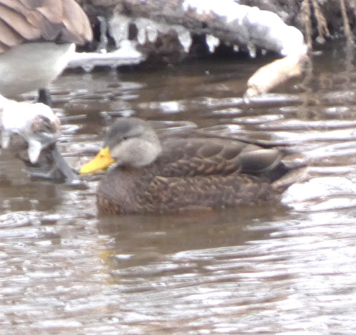 Esmer Ördek - ML649066070