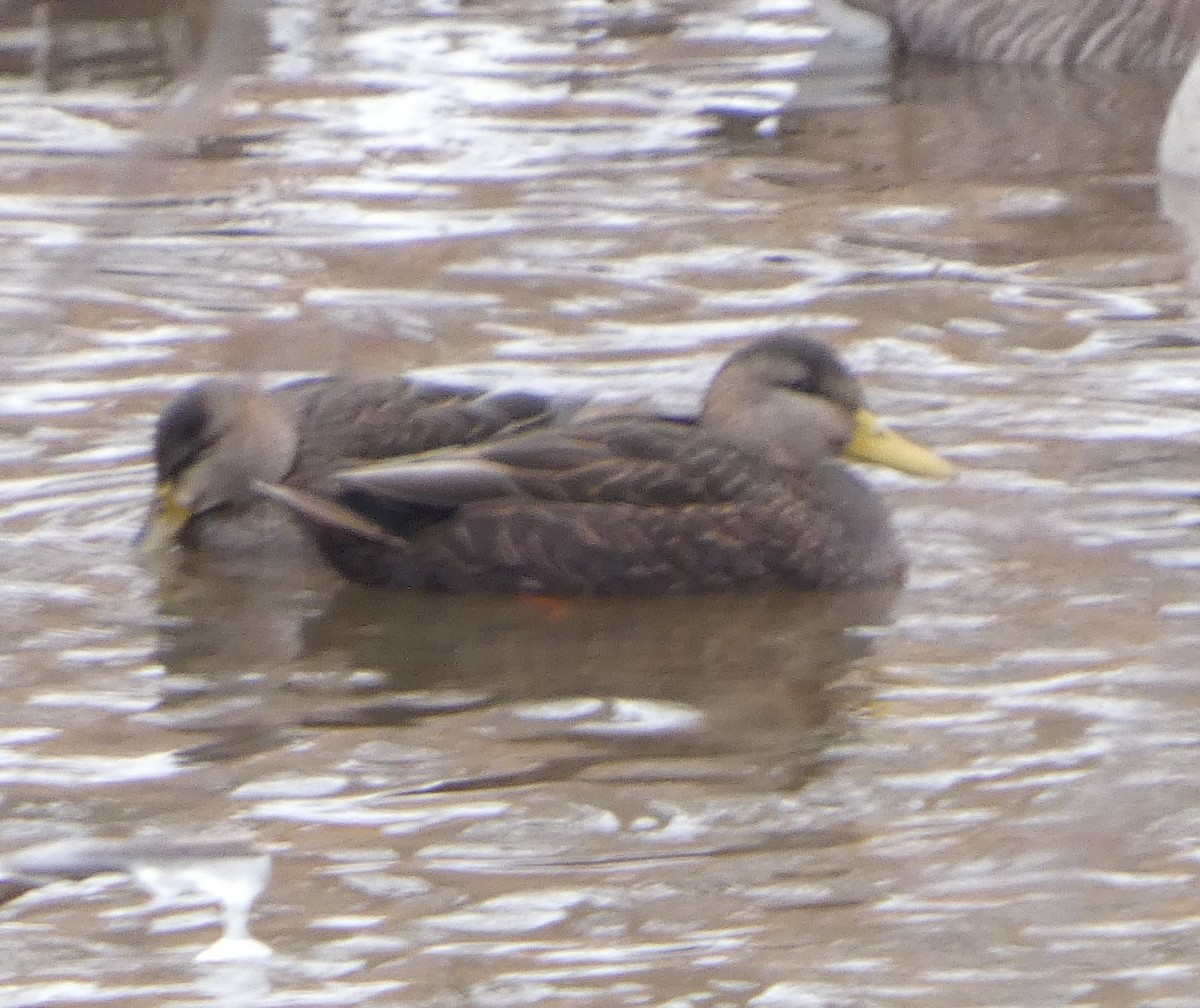 Esmer Ördek - ML649066071