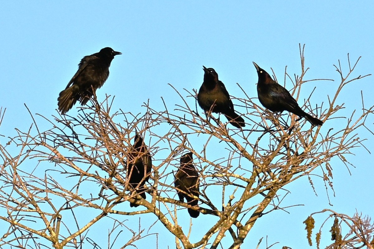 Common Grackle - ML649066092