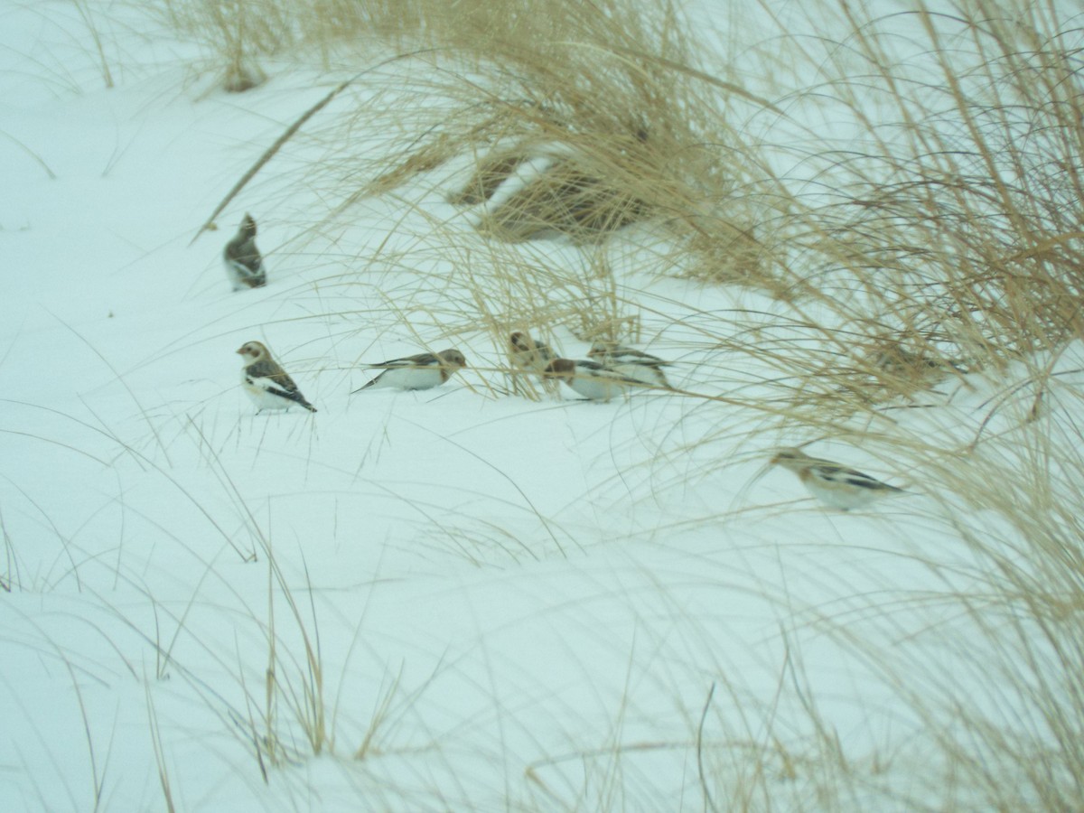 Alaca Çinte - ML649066151