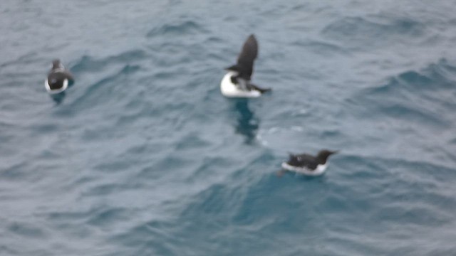 Thick-billed Murre - ML649066157