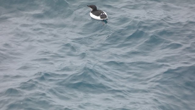 Thick-billed Murre - ML649066158