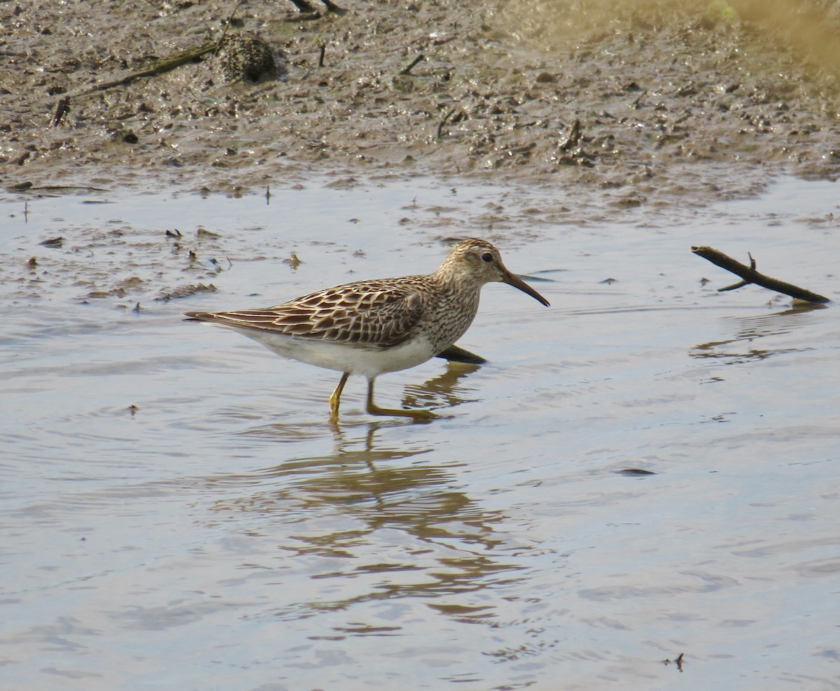 Pectoral Sandpiper - ML64906621