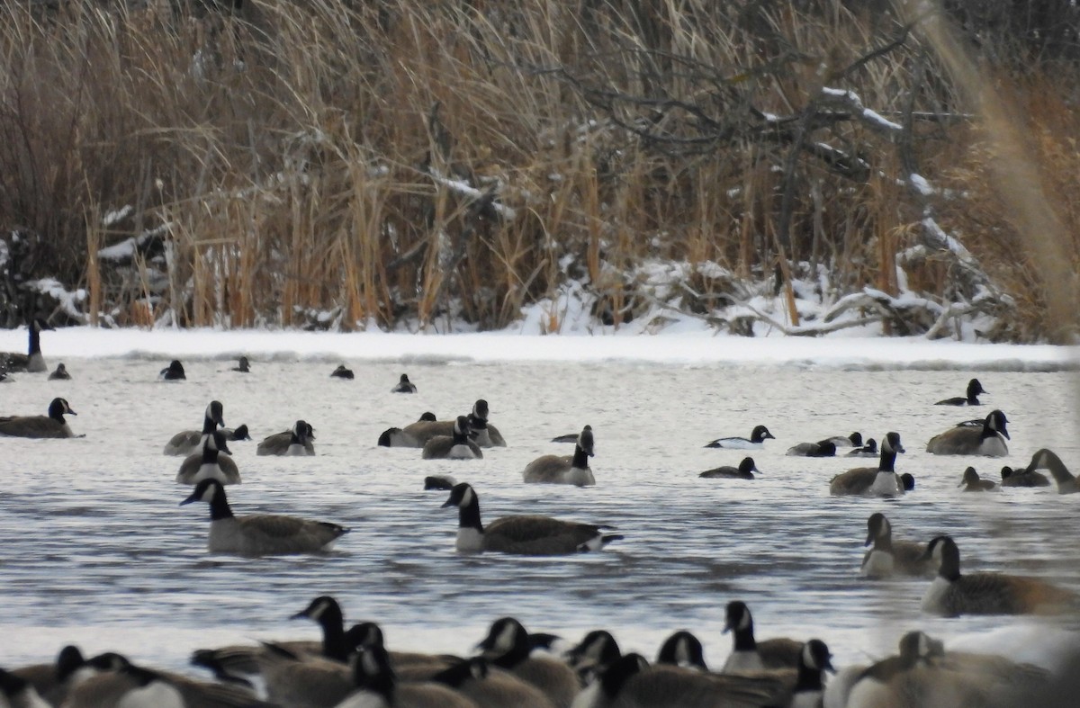 Altıngöz - ML649066213