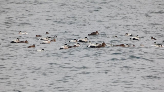 King Eider - ML649066311
