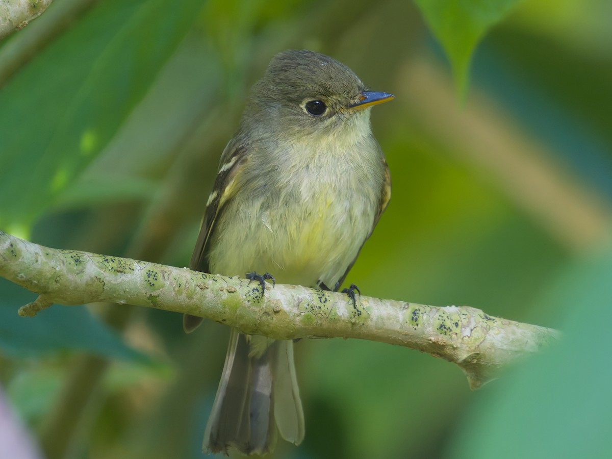 tyranovec žlutobřichý - ML649066439