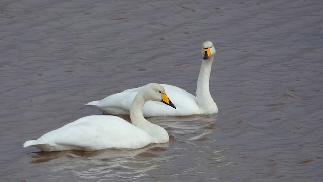 Whooper Swan - ML649066442