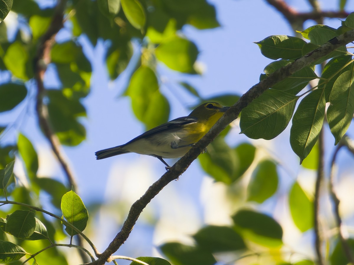 ויראו צהוב-גרון - ML649066448