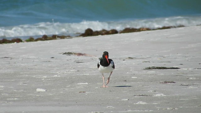 American Oystercatcher - ML649066519