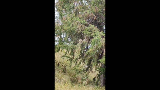 Burrowing Owl - ML649066528