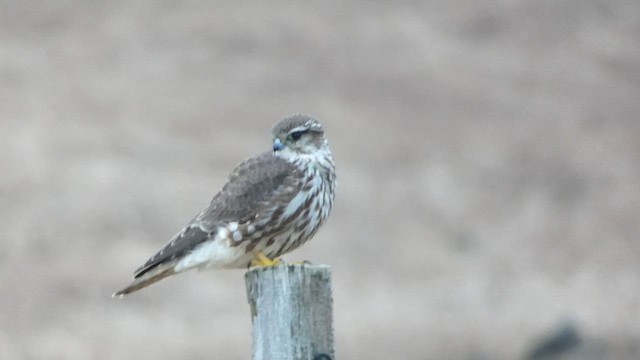 Merlin - ML649066536