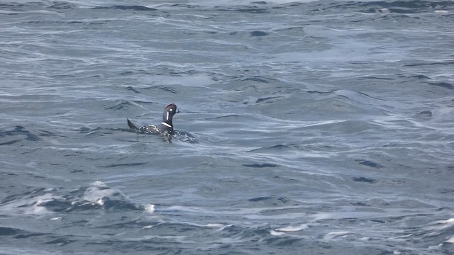 Harlequin Duck - ML649066562