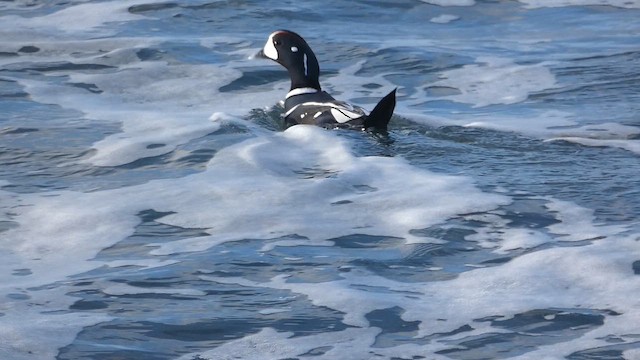 Harlequin Duck - ML649066564