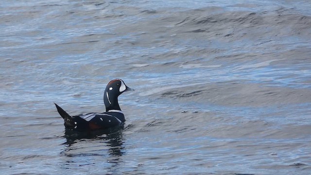 Harlequin Duck - ML649066565