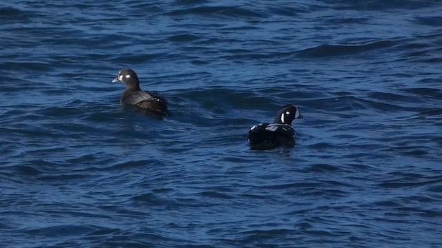 Harlequin Duck - ML649066566