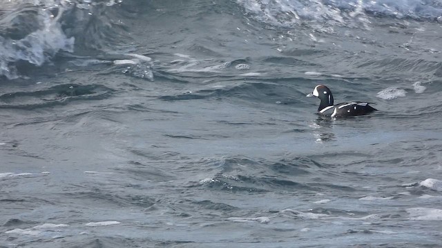 Harlequin Duck - ML649066567