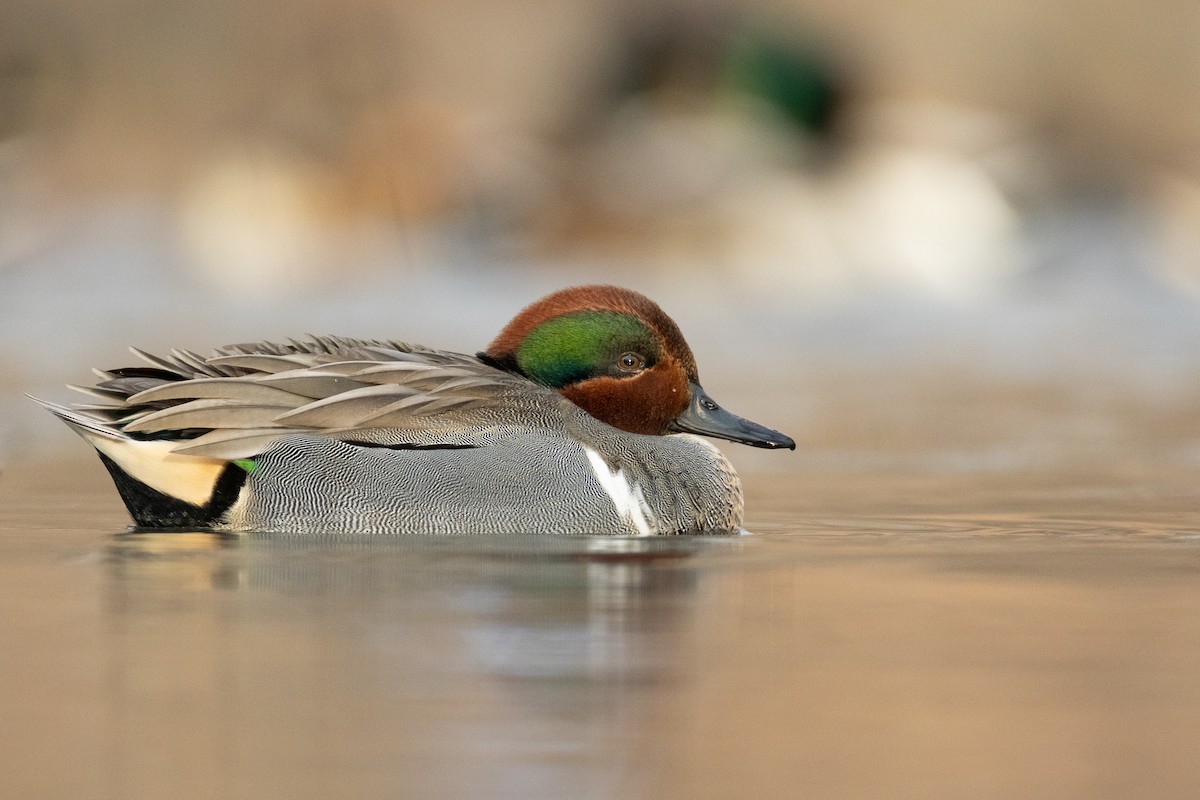 Green-winged Teal - ML649066575