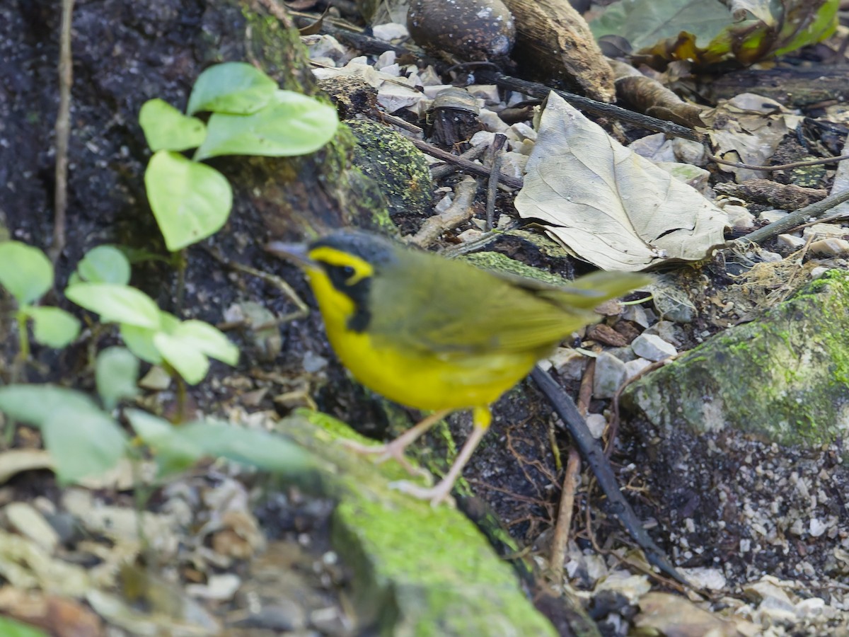 Kentucky Warbler - ML649066586