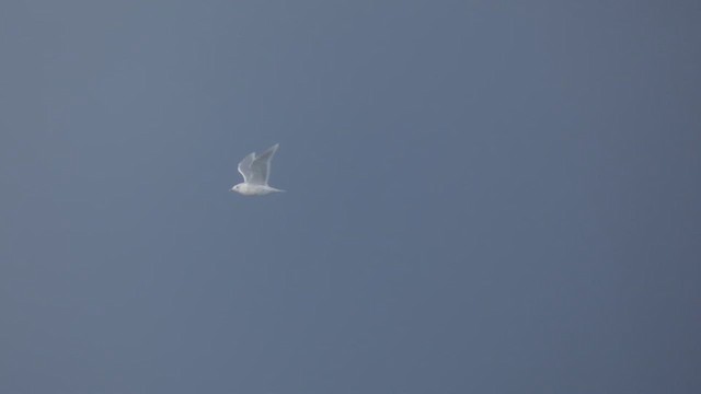 Iceland Gull - ML649066596