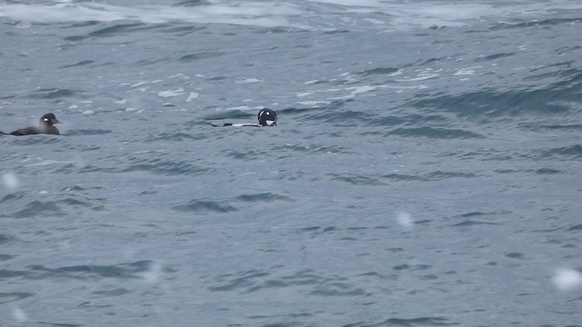 Harlequin Duck - ML649066625