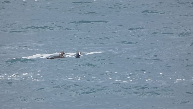 Harlequin Duck - ML649066626