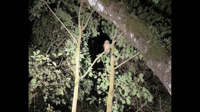 Fulvous Owl - ML649066729