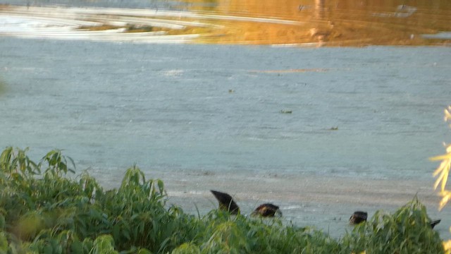 Mottled Duck - ML649066746