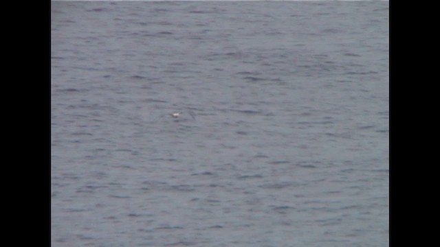 Short-tailed Albatross - ML649066772