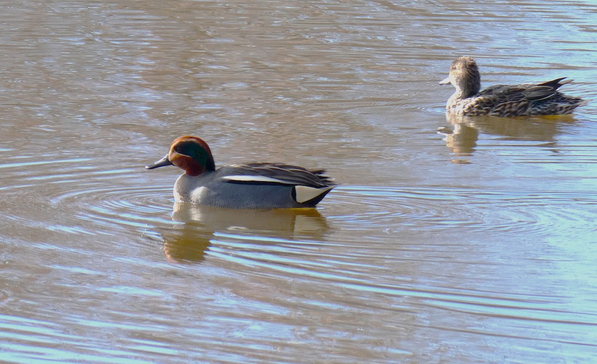 Green-winged Teal - ML649066791