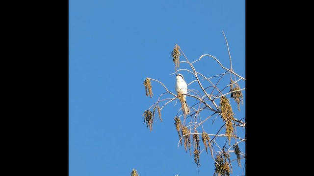 Loggerhead Shrike - ML649066811