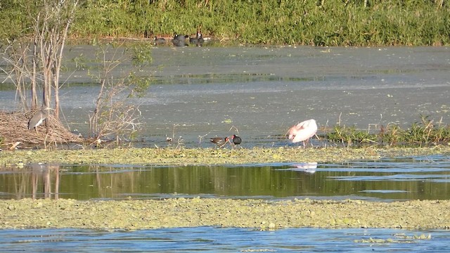 Roseate Spoonbill - ML649066837