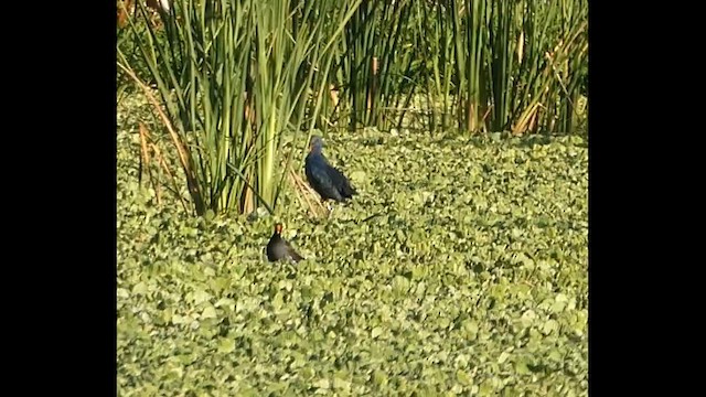 Gray-headed Swamphen - ML649066867