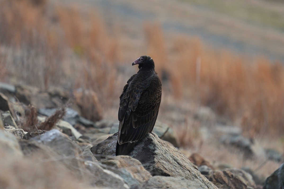 Turkey Vulture - ML649066899