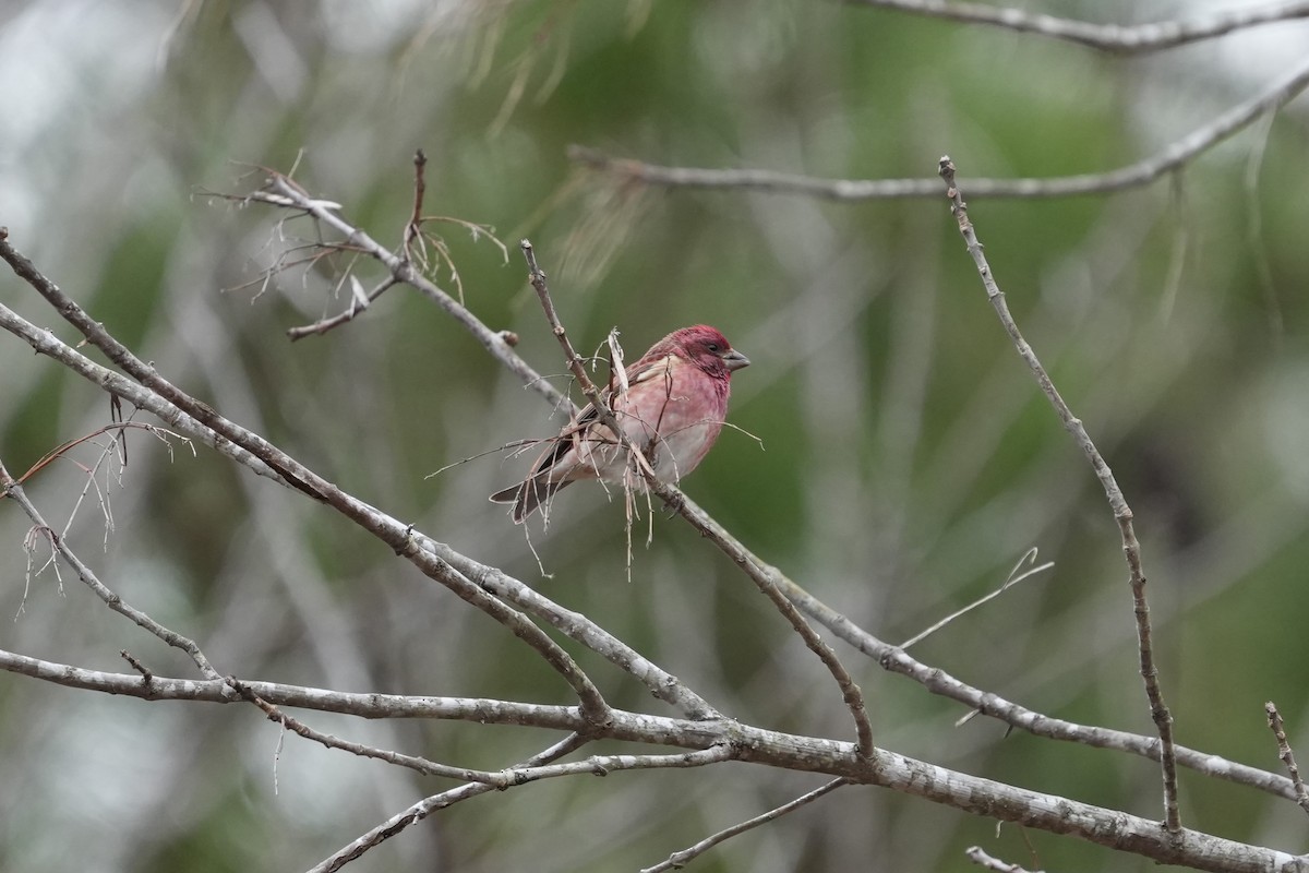 Purple Finch - ML649066930