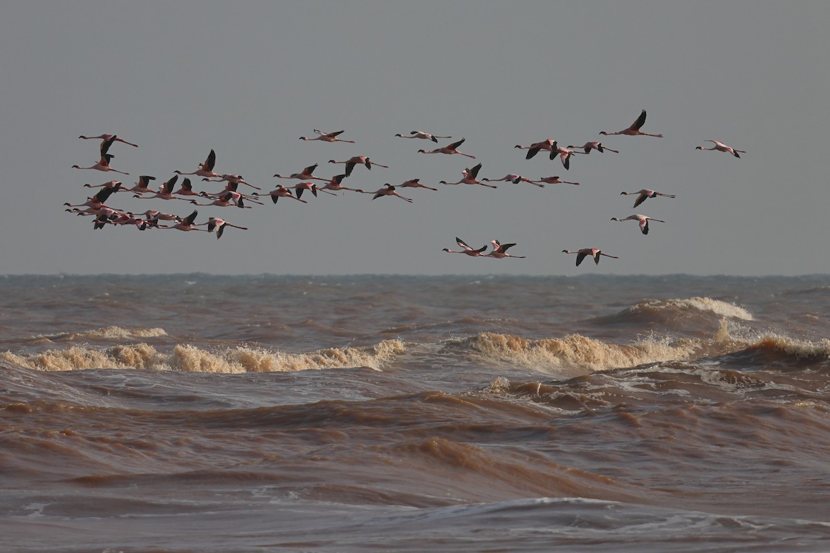 Lesser Flamingo - ML649066933