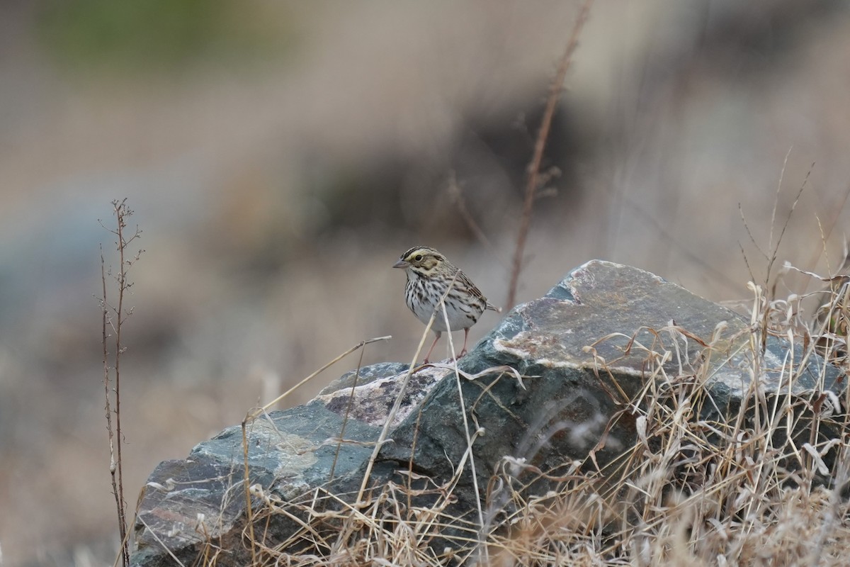 Savannah Sparrow - ML649066950